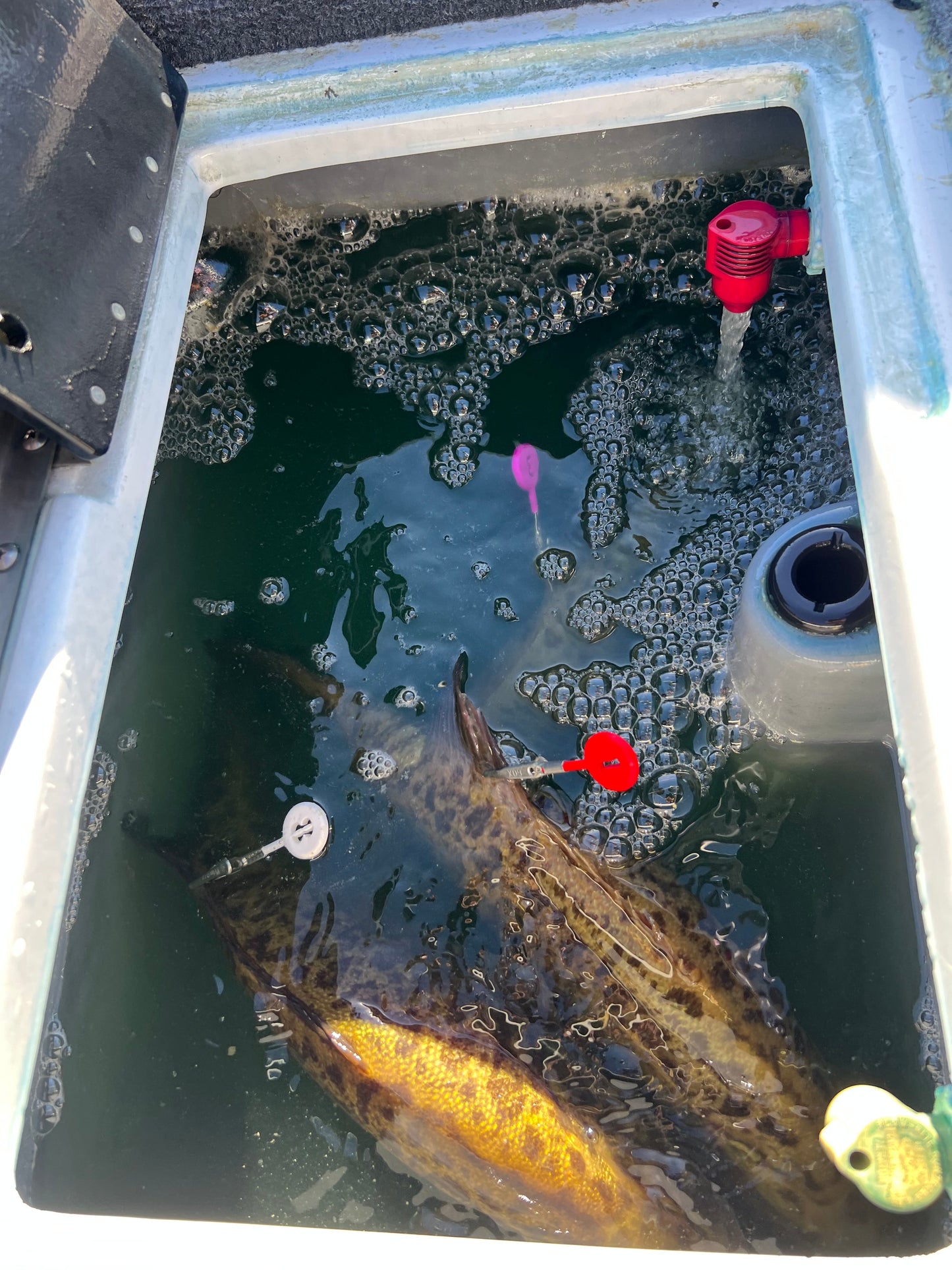 DD26 Fishing CULL ID tags